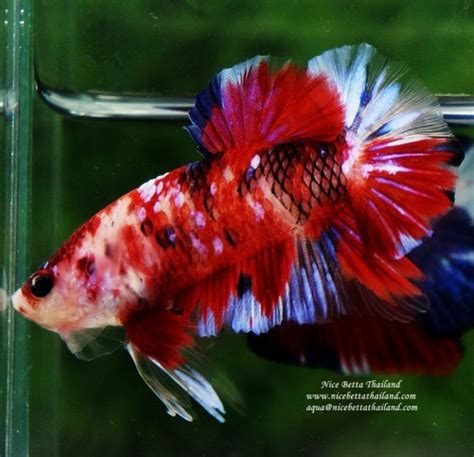 How to care for your betta fish: The most expensive betta fish - Nice Betta Thailand.CO.,LTD