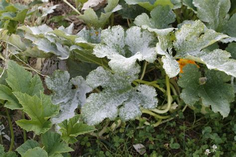 Early signs of powdery mildew include white powder/fuzzy perpetual harvest, dense scrog/sog systems, and damp basement grows are particularly vulnerable. Powdery mildew on squash -- GWA2011 (Indianapolis, IN ...