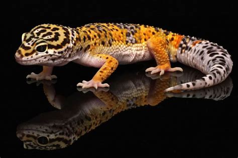 Leopard Gecko Lifespan As Pets Care Facts And Information Cabrito