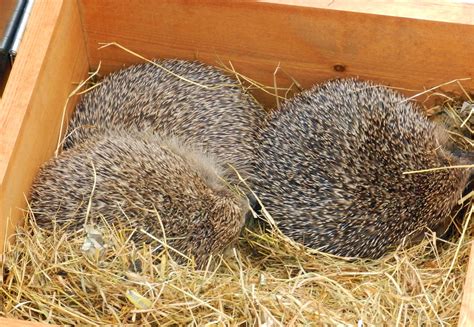 European Hedgehog Nests Wildlife Online
