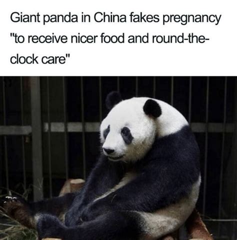 Giant Panda In China Fakes Pregnancy To Receive Nicer Food And Round The Clock Care Ifunny