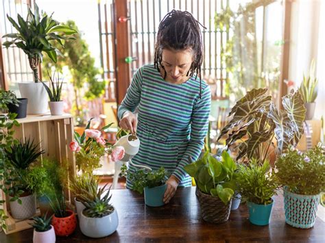 Tips And Information About General Houseplant Care Gardening Know How