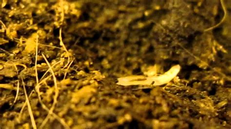Fungus Gnat Larvae Macro Videoavi Youtube