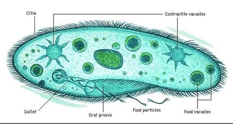 10 best phylum protozoa images on pinterest life cycles microbiology and act prep