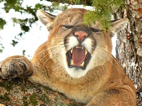 Why Do Mountain Lions Scream 1 Best Secret Revealed