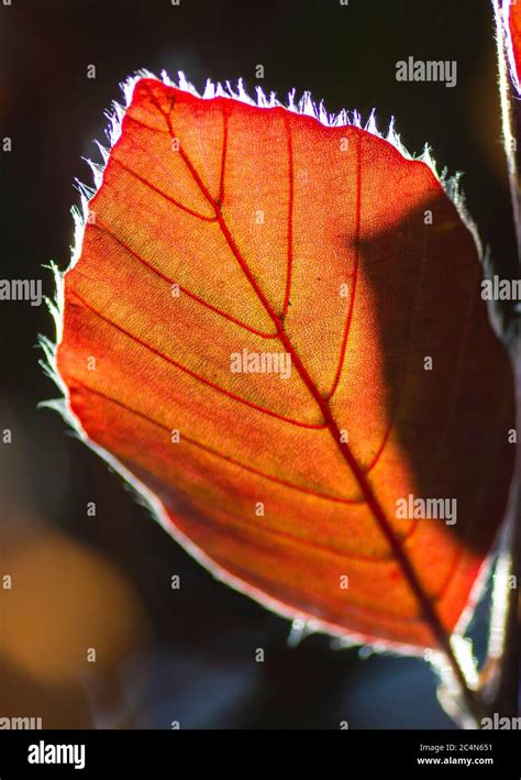 The Copper Beech Tree Fagus Sylvatica Purpurea Leaves Isolatedclose