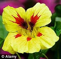 We did not find results for: One-hit wonders: Durable and easy to grow, hardy annuals ...
