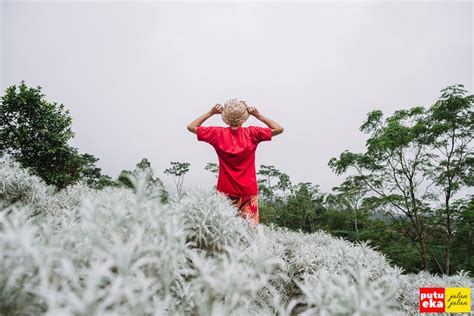 Check spelling or type a new query. Padang Bunga Kasna Si Cantik Edelweis dari Bali | Putu Eka ...