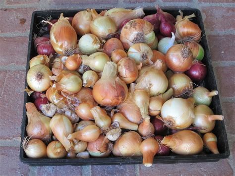 Solving the Mystery of Growing Onions - Thyme to Grow