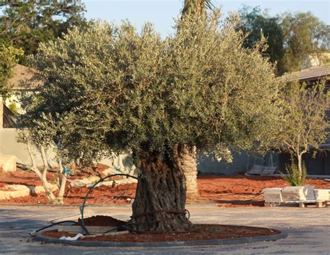 Pin By Corrine Louw On Growing Vegetable Growing Olive Trees Tree