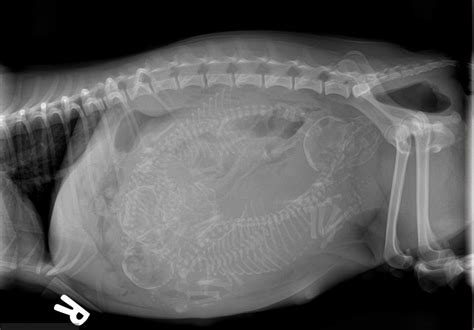 They show a normal cat chest x ray. How Long Are Cats Pregnant? Cat Pregnancy Guide | Food ...