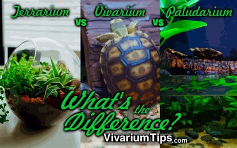 Whats The Difference Terrarium Vs Vivarium Vs Paludarium Vivariumtips