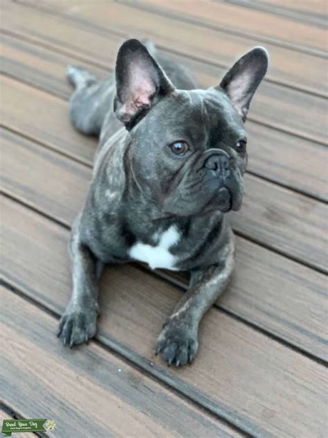 Blue Brindle French Bulldog Stud Dog In Brooklyn The United States