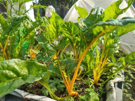 Swiss Chard Green Seedling Edible Routes