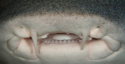 Nurse Shark Mouth Adam Broadbent Flickr