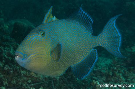 Pseudobalistes Fuscus Yellow Spotted Triggerfish