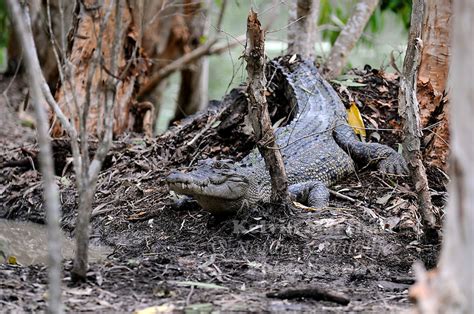 Female Saltwater Crocodile Protecting Her Nest Kelvin Marshall