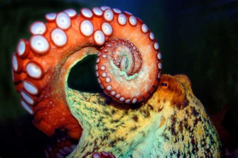 Cephalopods Are Taking Over The Oceans Underwater360