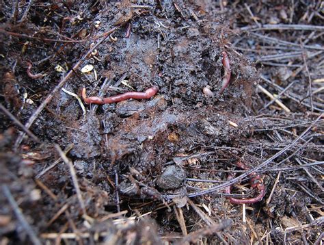 Gardening Earthworms Play Key Role In Soil Health The Spokesman Review