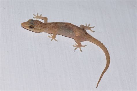 Once lost, and now found in their the asmara toad from frog species, the massawa giecko from lizard species, the side… Common house gecko - Wikipedia