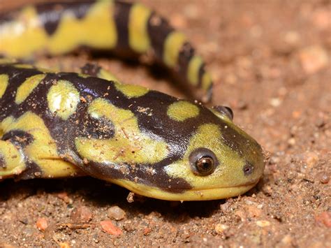 Barred Tiger Salamander Ambystoma Mavortium Boulder Count Flickr