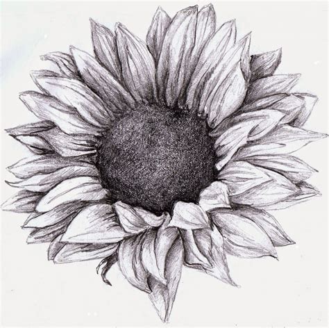 Sunflower Pencil Drawing At Explore Collection Of