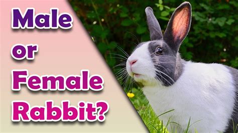 Male Or Female Rabbit How To Tell The Difference Male Rabbits Vs