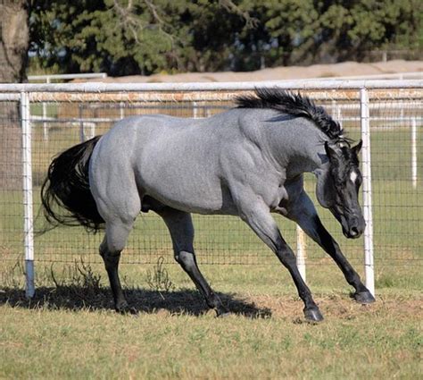 blue roan horses quarter horse stallion quarter horse