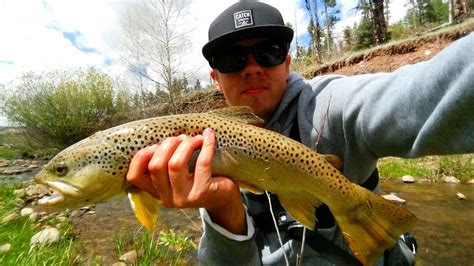 Trout Fishing In Arizona The Best Trout Fishing In Arizona Top 10 Trout Fishing Locations