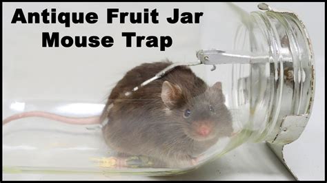 Antique Fruit Jar Mouse Trap The Coghill Tap Door Mousetrap Monday