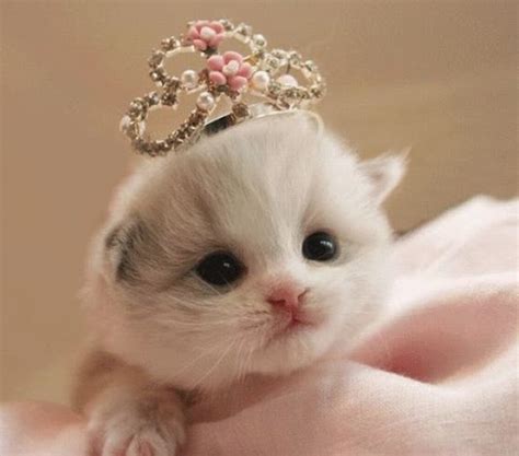 Unduh dan gunakan 10.000+ foto stok kucing lucu secara gratis. 50 Gambar DP BBM Kucing Lucu, Imut & Gemesin | Berbagai Gadget
