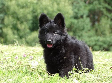 Black Long Haired German Shepherd Puppy Boy Reserved Puppynet