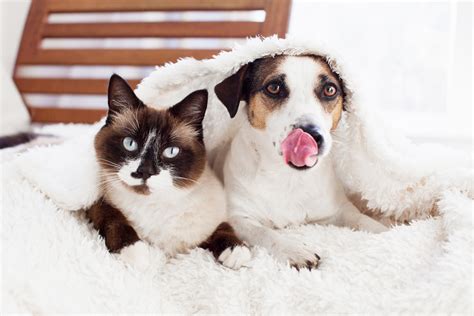 Consejos Para Evitar Que Tu Perro Se Coma La Comida De Tu Gato Mascotario