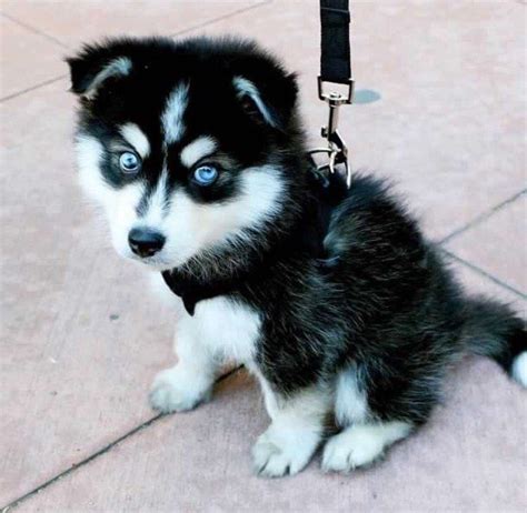Maybe you would like to learn more about one of these? Cute Baby Puppy Eyes - Dog Pictures Blog | Cute husky puppies, Cute baby puppies, Puppies with ...