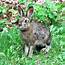 Focus On Nature The Changing Colors Of Snowshoe Hare  Free Apg