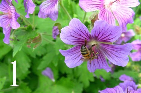 We did not find results for: Native Plants for Birds | New York