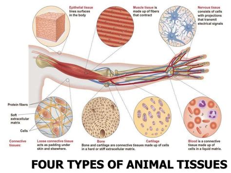 The dermal tissue system, the ground tissue system, and the vascular tissue. Presentation03 - Plant and Animal Tissues