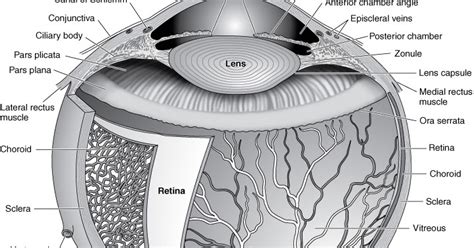 By 411 Advanced Human Anatomy Blog Post 8 The Eye Structures