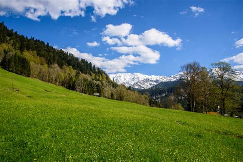 Idyllic Landscape In The Alps With Fresh Green Meadows And Blooming