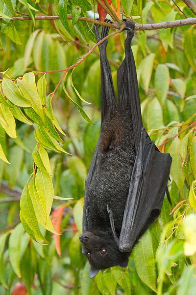 Uncovering The Secret To Bat Health And Longevity Biocompare The