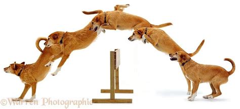 Dog Jump Jump Animation Animation Reference Drawing Reference Puppy