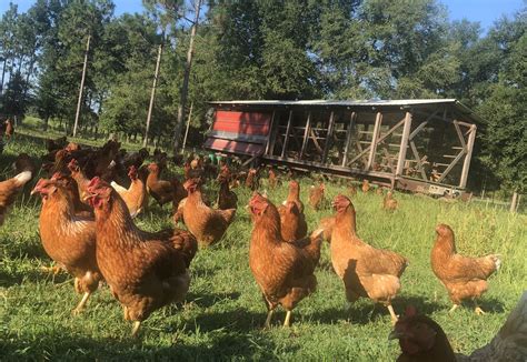 American Pastured Poultry Producers Association News