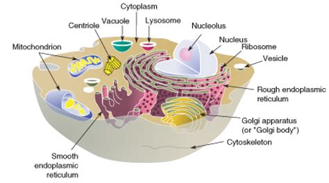 Mitochondria are often referred to as the powerhouses of the cell. Cell Structures ‹ OpenCurriculum