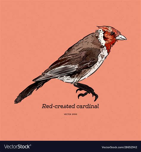 Red Crested Cardinal Paroaria Coronata Single Vector Image