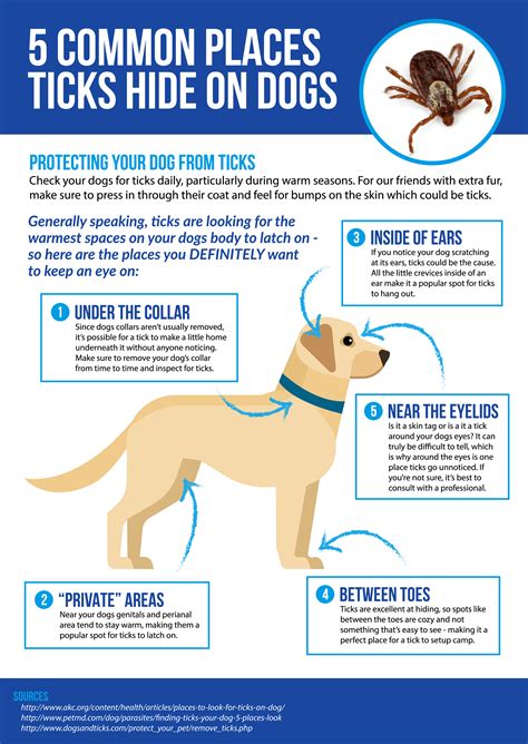 5 Places To Regularly Check Your Dog For Ticks The Dogington Post Dog