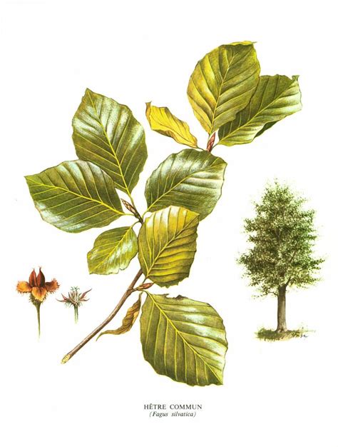 1967 Common Beech Tree Print Vintage Botanical Illustration Forestal