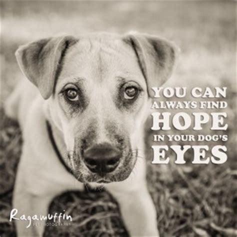 Eye quotes words quotes eye sayings the words motivational quotes funny quotes inspirational quotes great quotes quotes to live by. Dog Eye Quotes. QuotesGram