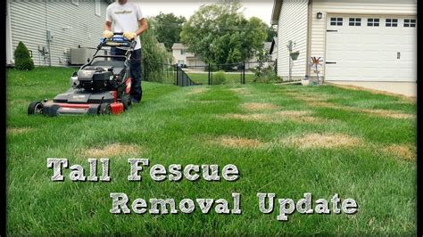 Lawn Update 42 Tall Fescue Clump Removal Update Youtube