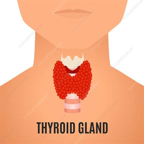 Thyroid In Men Conceptual Illustration Stock Image F0355859