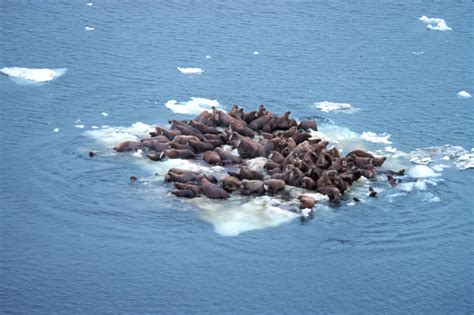 Melting Arctic Ice Causes 35000 Walruses To Mass On Alaskan Beach